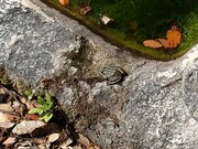 Une grenouille sur le bassin